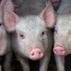 В Сумской области зафиксировали чуму свиней