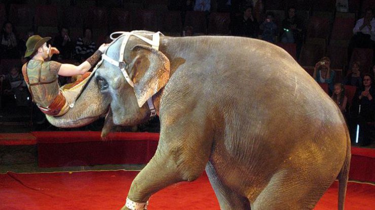 Порошенко просят запретить эксплуатацию животных в цирках 