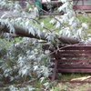 Буря в Харькове вырвала деревья и разрушила автобусные остановки (фото) 