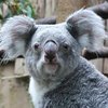 В Австралии коала устроила стриптиз-шоу (фото, видео)