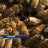 Вчені Польщі рятують бджіл від вимирання