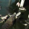 В Таиланде туристы кормили крокодилов с плота (видео)
