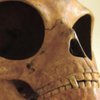 В Дании обнаружили череп пришельца