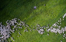 2-е место в категории "Дикая и живая природа". Отара овец. Фотограф: Szabolcs Ignacz.