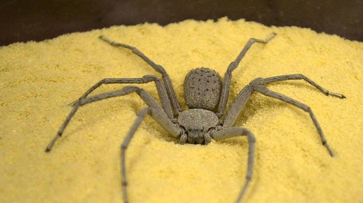 Неизвестный ранее науке "зубастый" паук обнаружен в Южной Моравии