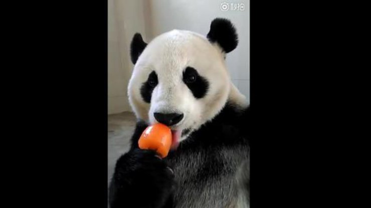 В китайском зоопарке Панда покорила людей поеданием мороженого 