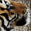 В Китае тигр до смерти "затискал" женщину 