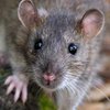В Новой Зеландии хотят истребить всех крыс за 35 лет