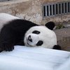 В Китае панда нашла уникальный способ спасения от жары (фото)