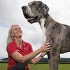 В Великобритании вырастили собаку-гиганта (фото)