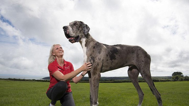 Рост собаки составляет 2,13 метра, а весит пес колоссальные 76 килограмм