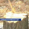 Под Днепром массово вырубают лес