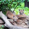 В Киевском зоопарке родились малыши-рысята (фото)