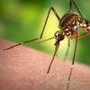 На Каймановых островах меняют гены комаров для борьбы с вирусом Зика