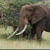 В Марокко слон убил девочку камнем 