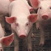 В Николаевской области зафиксировали вспышку африканской чумы свиней