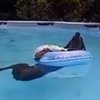 Большой пес от наслаждения уснул в бассейне (видео)