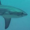 Акула притворилась дельфином для эффектного снимка (видео)