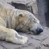 В Аргентине умер последний в стране белый медведь