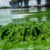 В США ввели чрезвычайное положение из-за токсичных водорослей