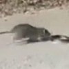 Крыса набросилась на змею, спасая детеныша (видео)