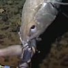 Рыбу-призрака впервые засняли живой (видео)