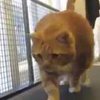 Толстый кот благодаря изнурительным тренировкам похудел на 9 килограмм (видео)