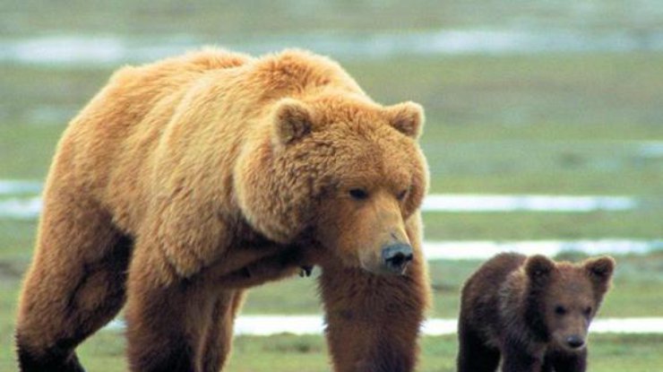 В Канаде пенсионер нокаутировал медведицу
