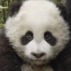 Первые 100 дней жизни детенышей панды (видео)