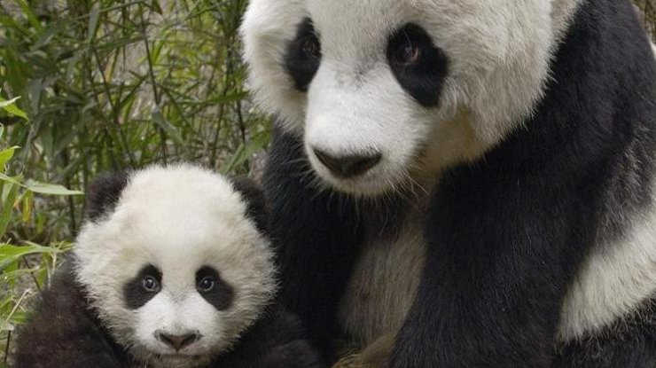 Первые 100 дней жизни детенышей панды