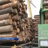 На Закарпатті застрягли 182 вагони із деревиною