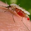 В Канаде обнаружили комаров-переносчиков опасной лихорадки