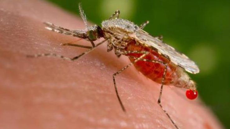 В Канаде обнаружили комаров-переносчиков опасной лихорадки