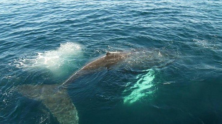 В Мексиканском заливе сняли на камеру схватку двух акул