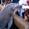 В США дельфин украл планшет у девушки