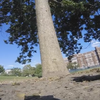 Белка украла камеру GoPro и устроила съемку (видео)