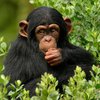 Голодный шимпанзе стал звездой Интернета (видео)