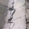 В Одессе отдыхающих напугала огромная змея (фото) 