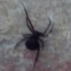 В Одессе обнаружили смертельно опасного паука (фото)   