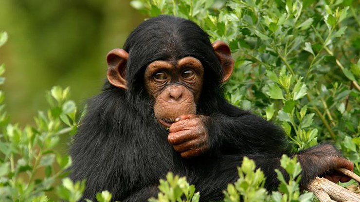 Голодный шимпанзе стал звездой Интернета 