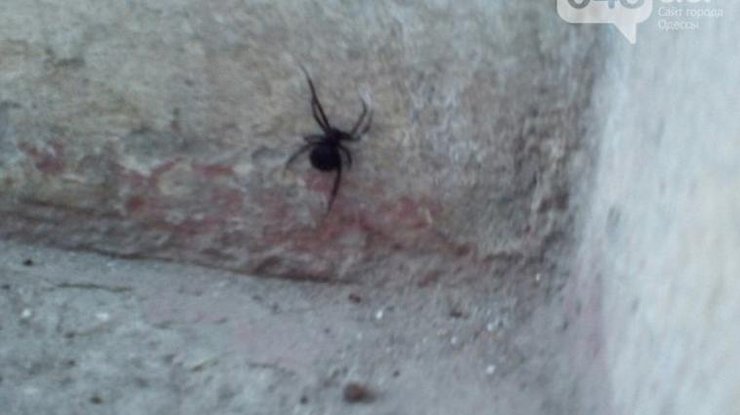 В доме Одессы обнаружили смертельно опасного паука