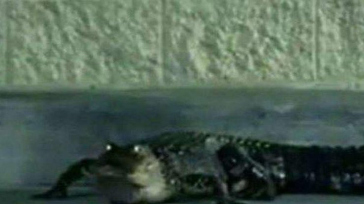 В Белгород - Днестровском на улице поймали крокодила
