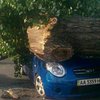 В Киеве на Оболони дерево раздавило авто (фото) 