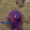 В водах Калифорнии обнаружили милейшее существо в мире