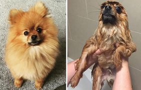 Собаки до и после купания:)