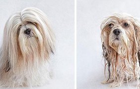Собаки до и после купания:)