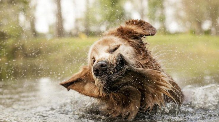 Собаки до и после купания: подборка самых милых фотографий 