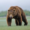 В Канаде медведица напала на 10-летнюю девочку