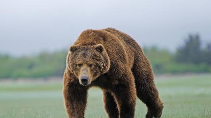 В Канаде медведица напала на 10-летнюю девочку
