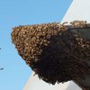 Пчелы напали на лучший истребитель США (фото)